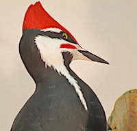 Head Detail